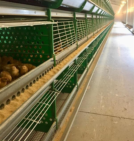 DEVI for  Poultry Company Kasulke in Brazil